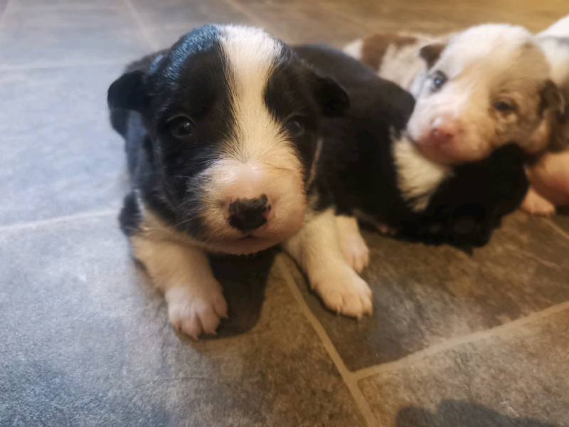 border collie pups gumtree